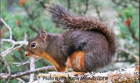 douglas squirrel graphic